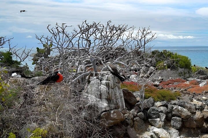 North Seymour Birdwatching and Snorkeling Day Trip from Santa Cruz photo 3