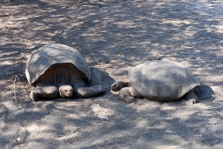 Full-Day Isabela Island and Tintoreras Snorkel: Tortoises, Penguins & White-Tip Sharks photo 2