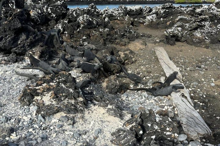 Full-Day Isabela Island and Tintoreras Snorkel: Tortoises, Penguins & White-Tip Sharks photo 3