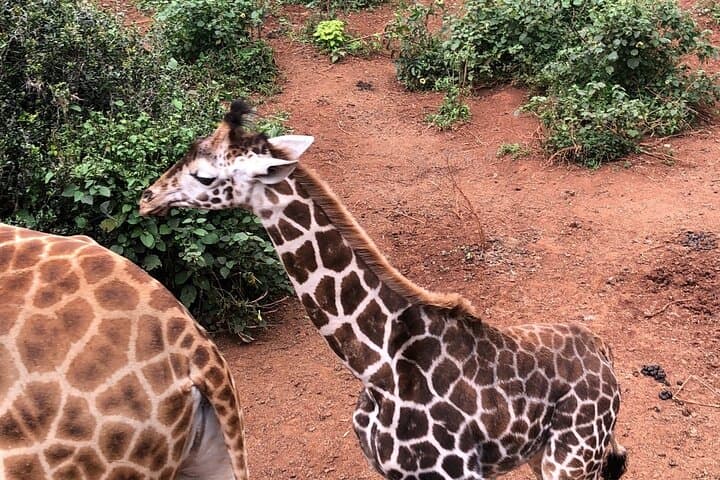 Half-Day Nairobi Wildlife & Culture Excursion — Giraffe Centre, Elephant Orphanage & Bead Workshop photo 2