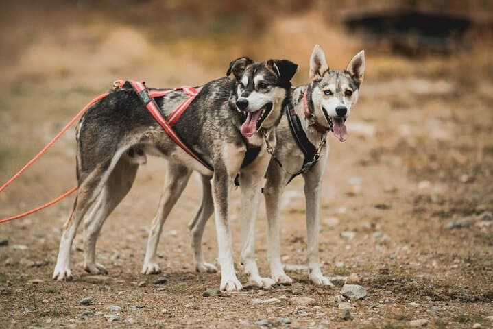 Levi Husky Cart Tour: Midnight Sun Drives & Autumn Northern Lights Experience photo 3