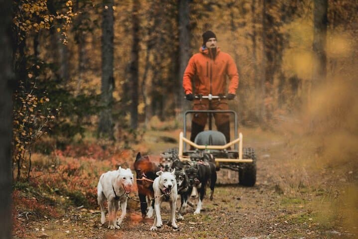 Levi Husky Cart Tour: Midnight Sun Drives & Autumn Northern Lights Experience photo 2