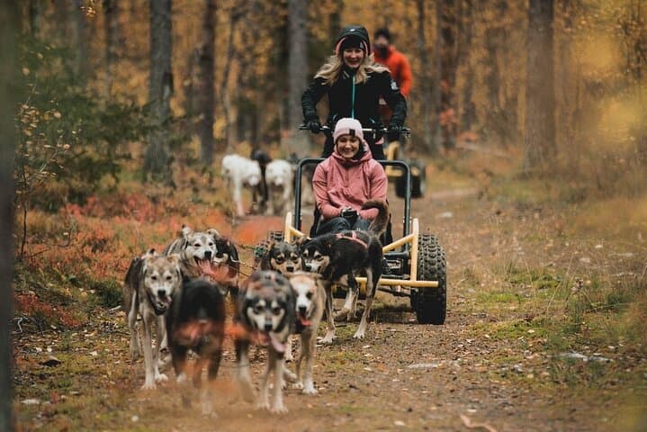 Levi Husky Cart Tour: Midnight Sun Drives & Autumn Northern Lights Experience