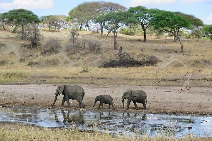 Three-Day Masai Mara Safari: Mid-Range Game Drives & Lodge Stays photo 5