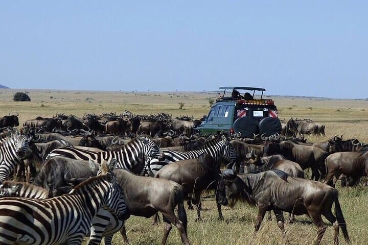 Three-Day Masai Mara Safari: Mid-Range Game Drives & Lodge Stays photo 6