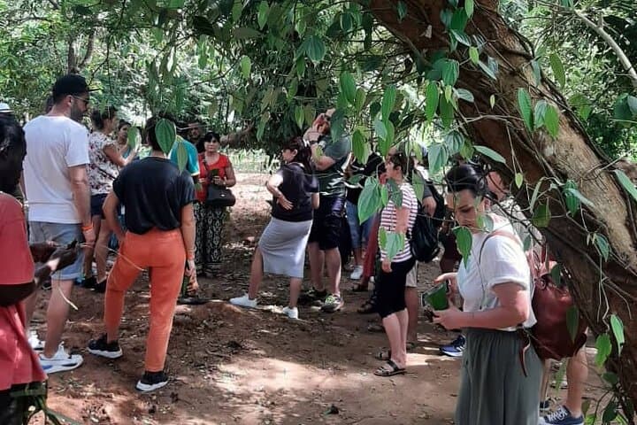 Jozani Forest and Spice Tour — Red Colobus, Mangroves & Zanzibar Spices