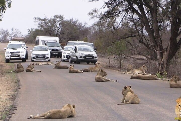Nairobi National Park Game Drive: 4-Hour Safari Near Nairobi photo 2