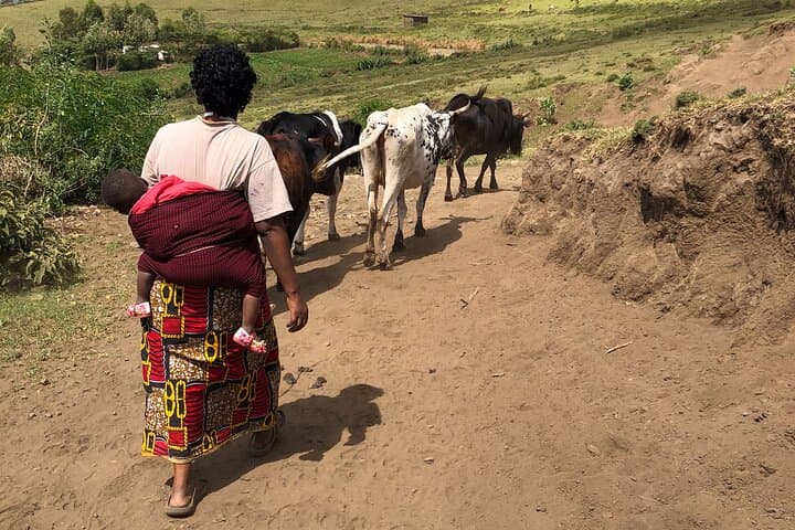 Maasai Homestay at Lengijave: 2–3 Day Cultural Stay with Hill Hike and Livestock Experience