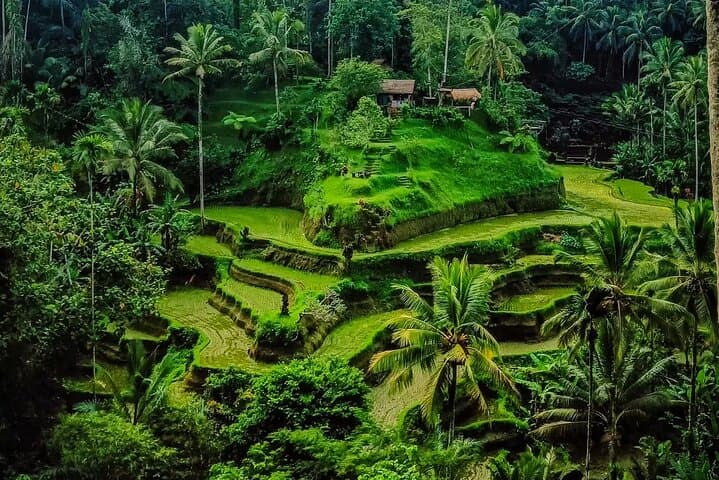 Best of Ubud: All-Inclusive Ubud Day Tour — Monkey Forest, Tegalalang & Tirta Empul photo 2