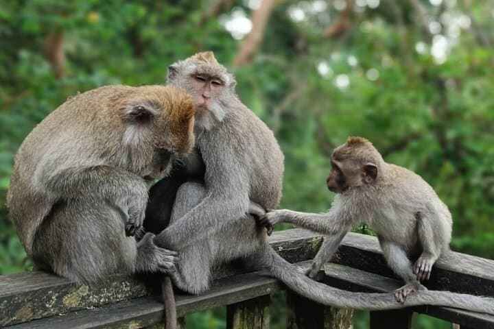 Best of Ubud: All-Inclusive Ubud Day Tour — Monkey Forest, Tegalalang & Tirta Empul photo 3