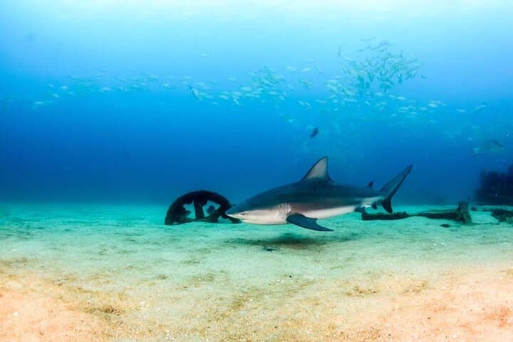 Cabo Pulmo Diving Adventure: Explore the Protected Reefs of the Sea of Cortez