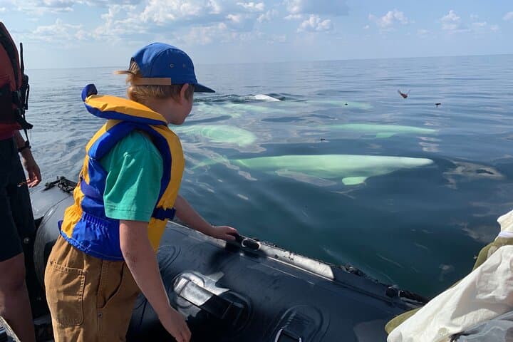 Churchill Belugas and Polar Bears: Summer Wildlife Adventure with Kayak, Zodiac & Tundra Buggy