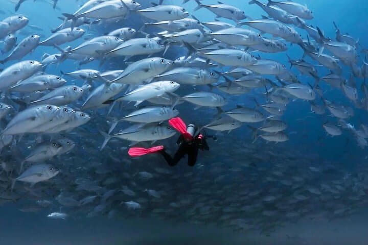 Cabo Pulmo Diving Adventure: Explore the Protected Reefs of the Sea of Cortez photo 2