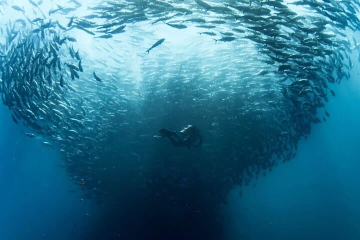 Cabo Pulmo Diving Adventure: Explore the Protected Reefs of the Sea of Cortez photo 4