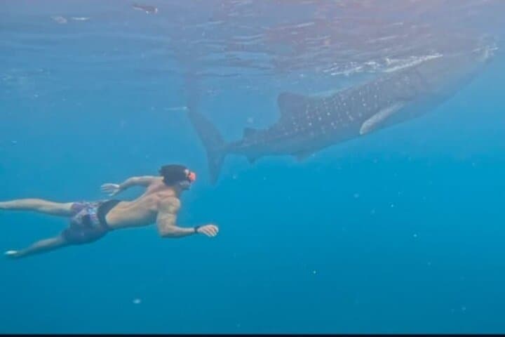 Cebu Splash Adventure: Whale Sharks & Badian Canyoneering Day Trip