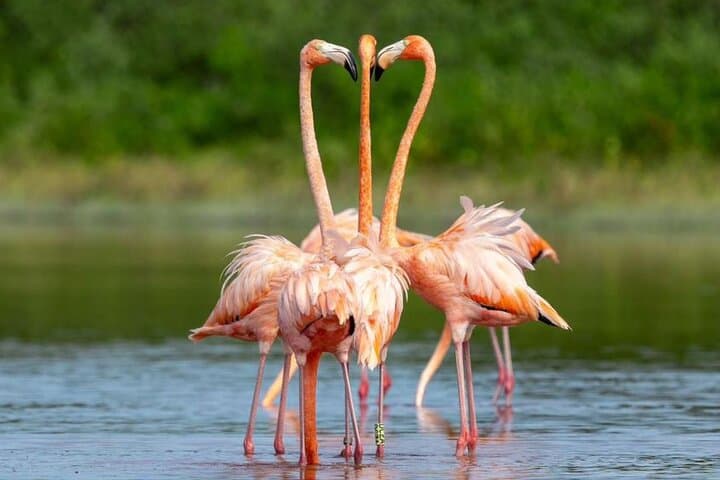Progreso Pink Lagoon, Cenote & Salt Flats Day Trip from Merida photo 3