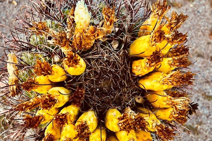 Desert Botanical Garden Guided Walk — Sonoran History, Cactus Tasting & Sunset Tours in Phoenix photo 2