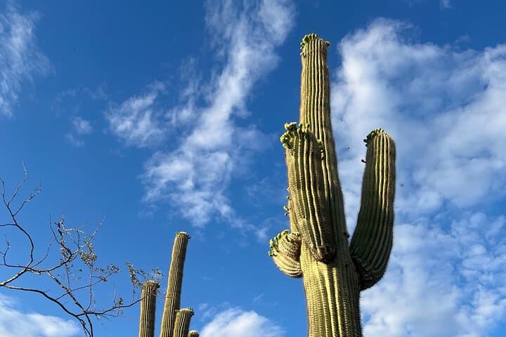 Desert Botanical Garden Guided Walk — Sonoran History, Cactus Tasting & Sunset Tours in Phoenix photo 3