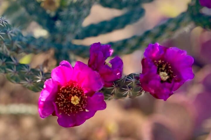 Desert Botanical Garden Guided Walk — Sonoran History, Cactus Tasting & Sunset Tours in Phoenix photo 6