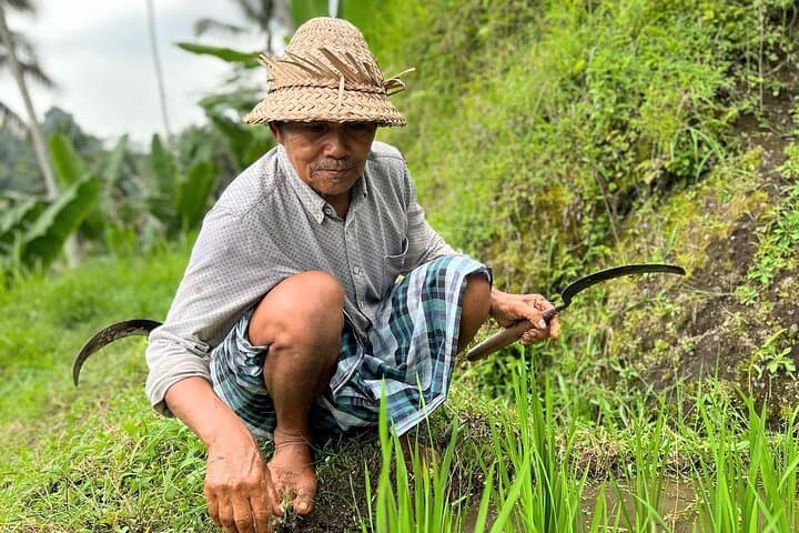 North Bali Private Trip: Jatiluwih Rice Terraces, Ulun Danu Temple & Leke-Leke Waterfall photo 3