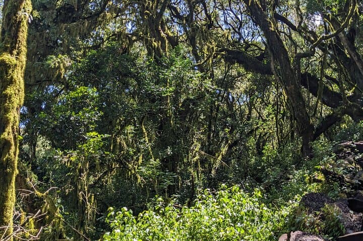 Kilimanjaro Day Trip to Mandara Hut via Marangu Route — Day Hike from Moshi photo 2