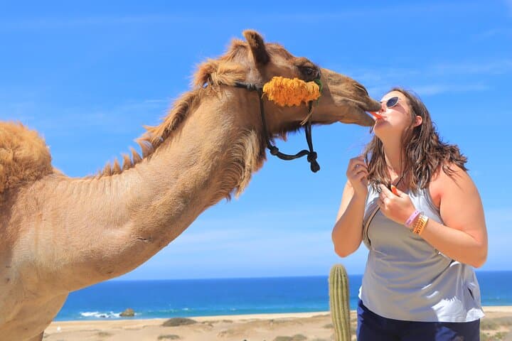 Dunes to Sea: Cabo Beach UTV, Camel & Horseback Adventure with Tequila Tasting photo 6