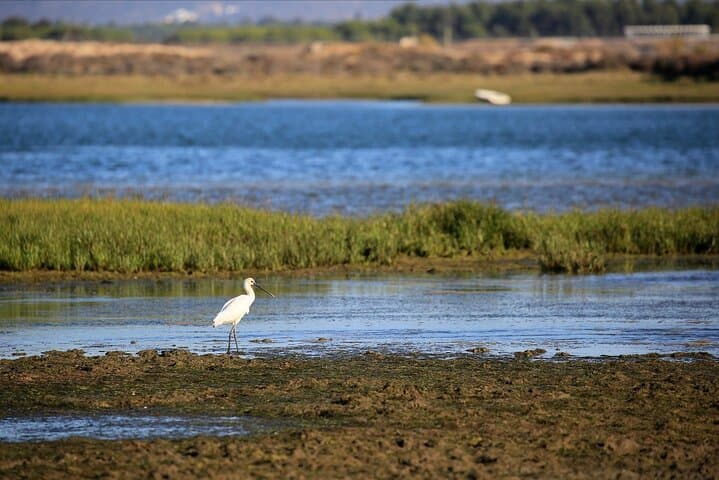 Private Ria Formosa Charter from Faro: Swim, Snorkel & Visit Culatra photo 5