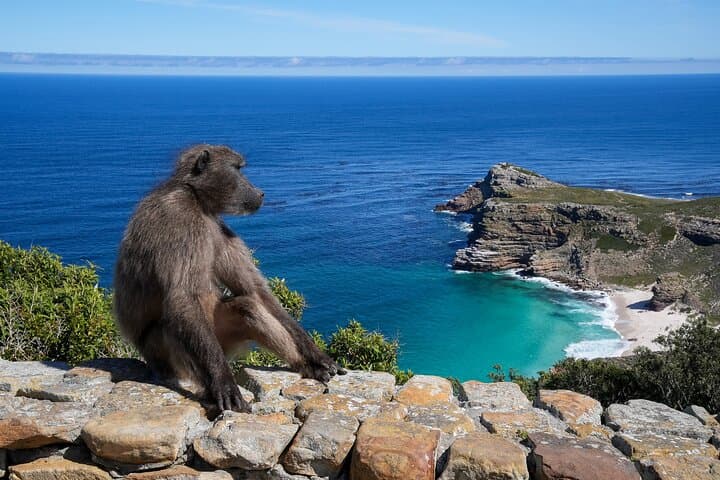 Table Mountain, Cape Point & African Penguins: Full-Day Cape Town Tour (All Fees Included) photo 2