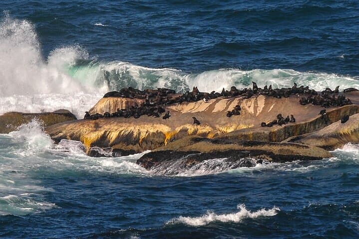 Table Mountain, Cape Point & African Penguins: Full-Day Cape Town Tour (All Fees Included) photo 6