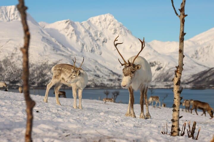 Tromsø to Sommarøy: Arctic Fjords Day Trip with Lunch