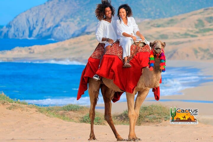 Cabo Beach Camel Ride & Encounter — Pacific Coast Camel Adventure