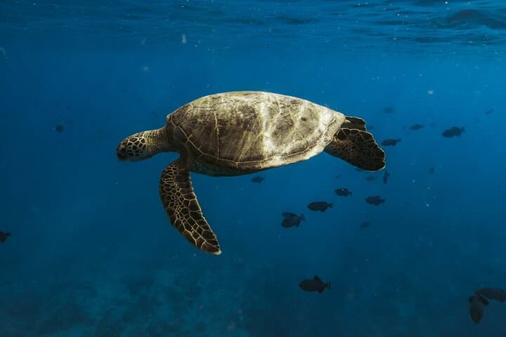 Waikiki Turtle Canyon Snorkel — Small-Group Boat Trip with Turtle Guarantee