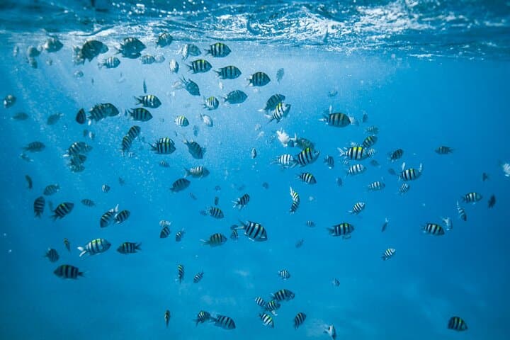 Waikiki Turtle Canyon Snorkel — Small-Group Boat Trip with Turtle Guarantee photo 2