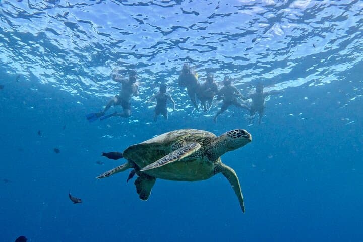 Waikiki Turtle Canyon Snorkel — Small-Group Boat Trip with Turtle Guarantee photo 3