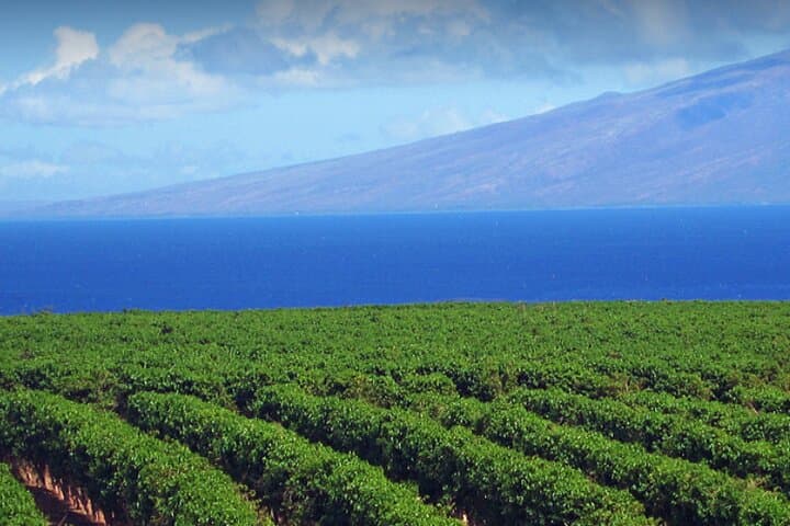 Open-Air West Maui Sightseeing — Kāʻanapali to Honolua Bay photo 6