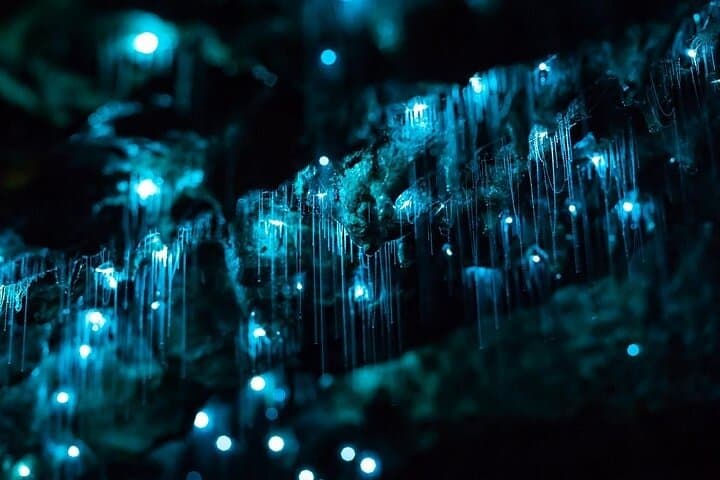 Haruru Waterfalls & Kawiti Glow Worm Caves Tour — Bay of Islands Day Trip photo 2