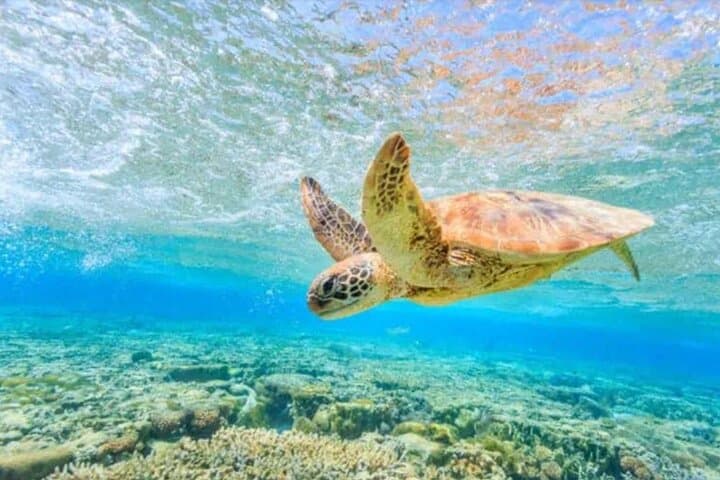 Waikiki Turtle Canyon Snorkel: Swim with Hawaiian Green Sea Turtles from Kewalo Basin photo 3