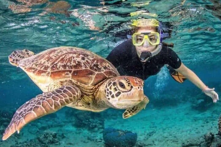 Waikiki Turtle Canyon Snorkel: Swim with Hawaiian Green Sea Turtles from Kewalo Basin