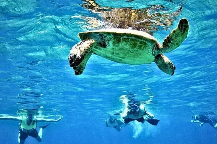Waikiki Turtle Canyon Snorkel: Swim with Hawaiian Green Sea Turtles from Kewalo Basin photo 5