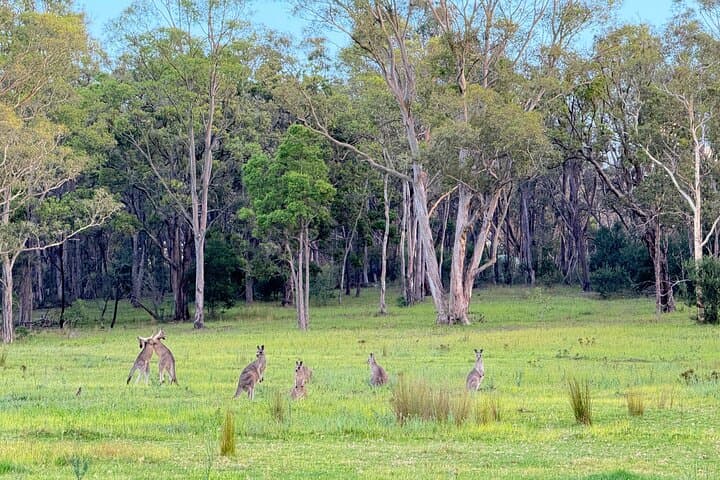 Blue Mountains Wild Kangaroos & Sunset Wilderness Tour photo 6