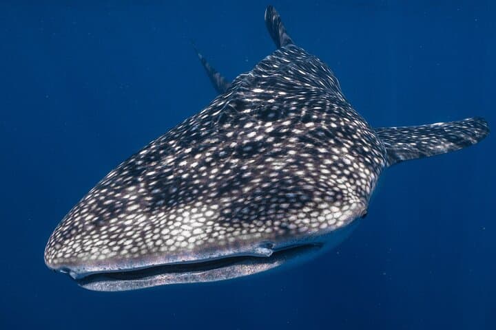 Snorkel with Whale Sharks at Ningaloo Reef from Coral Bay