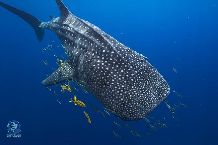 Snorkel with Whale Sharks at Ningaloo Reef from Coral Bay photo 2