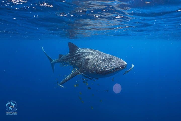 Snorkel with Whale Sharks at Ningaloo Reef from Coral Bay photo 3