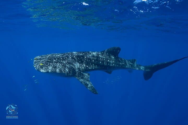 Snorkel with Whale Sharks at Ningaloo Reef from Coral Bay photo 5