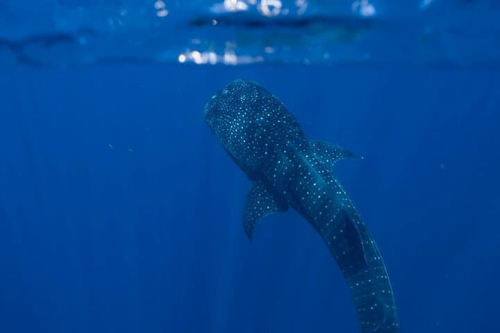 Snorkel with Whale Sharks at Ningaloo Reef from Coral Bay photo 4