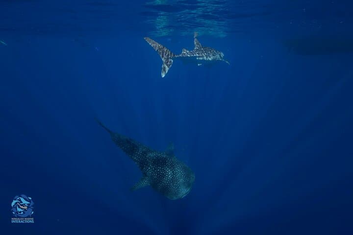 Snorkel with Whale Sharks at Ningaloo Reef from Coral Bay photo 6