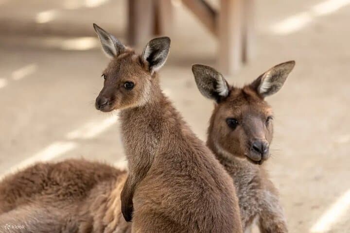 Blue Mountains Day Tour from Sydney: Zoo Encounters, Three Sisters & Scenic World photo 2