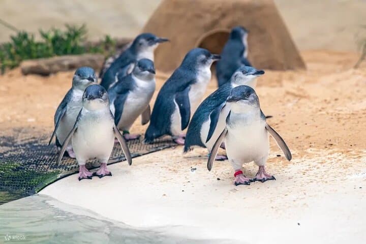 Blue Mountains Day Tour from Sydney: Zoo Encounters, Three Sisters & Scenic World photo 3