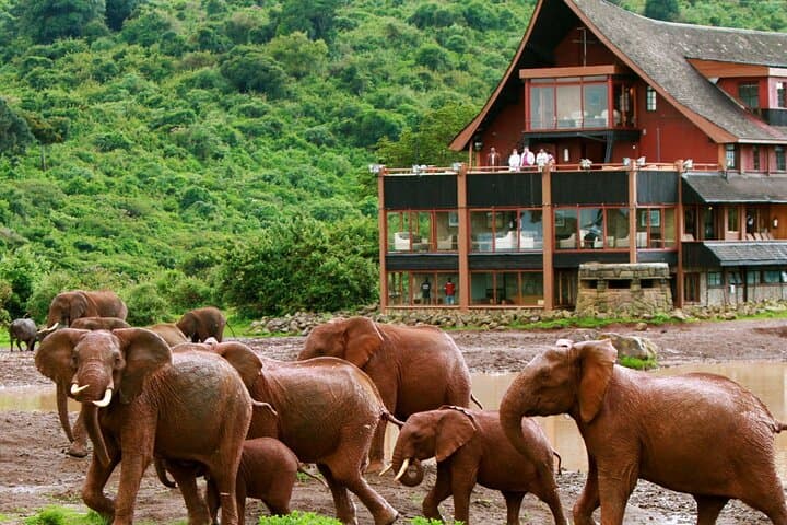 Aberdares National Park 2-Day Private Safari — Night Game Viewing at The Ark & Treetops photo 4
