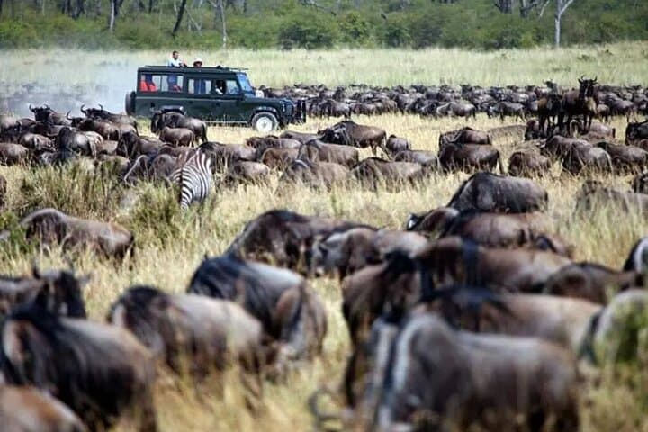 5-Day Masai Mara, Nakuru & Naivasha Budget Safari: Big Five and Flamingos photo 2
